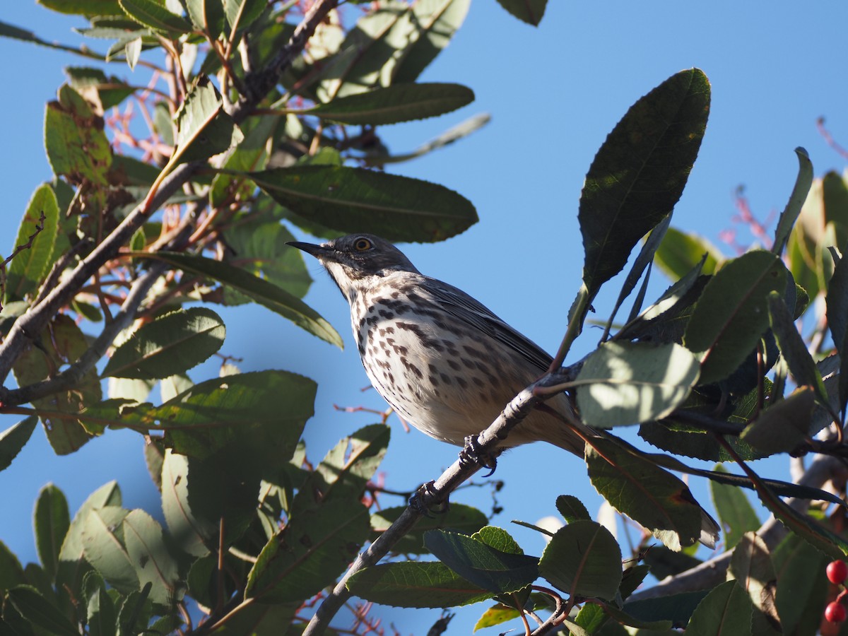 Sage Thrasher - ML630877085
