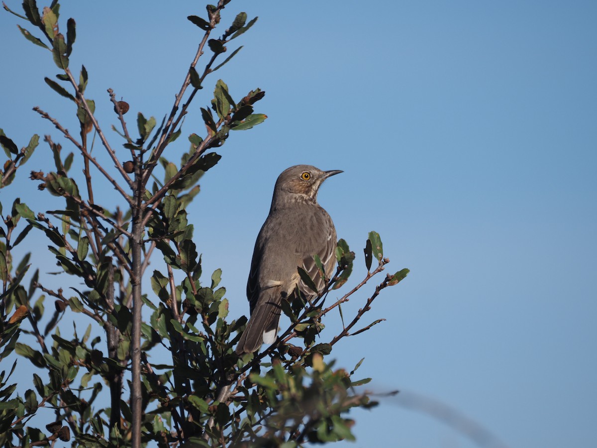 Sage Thrasher - ML630877086