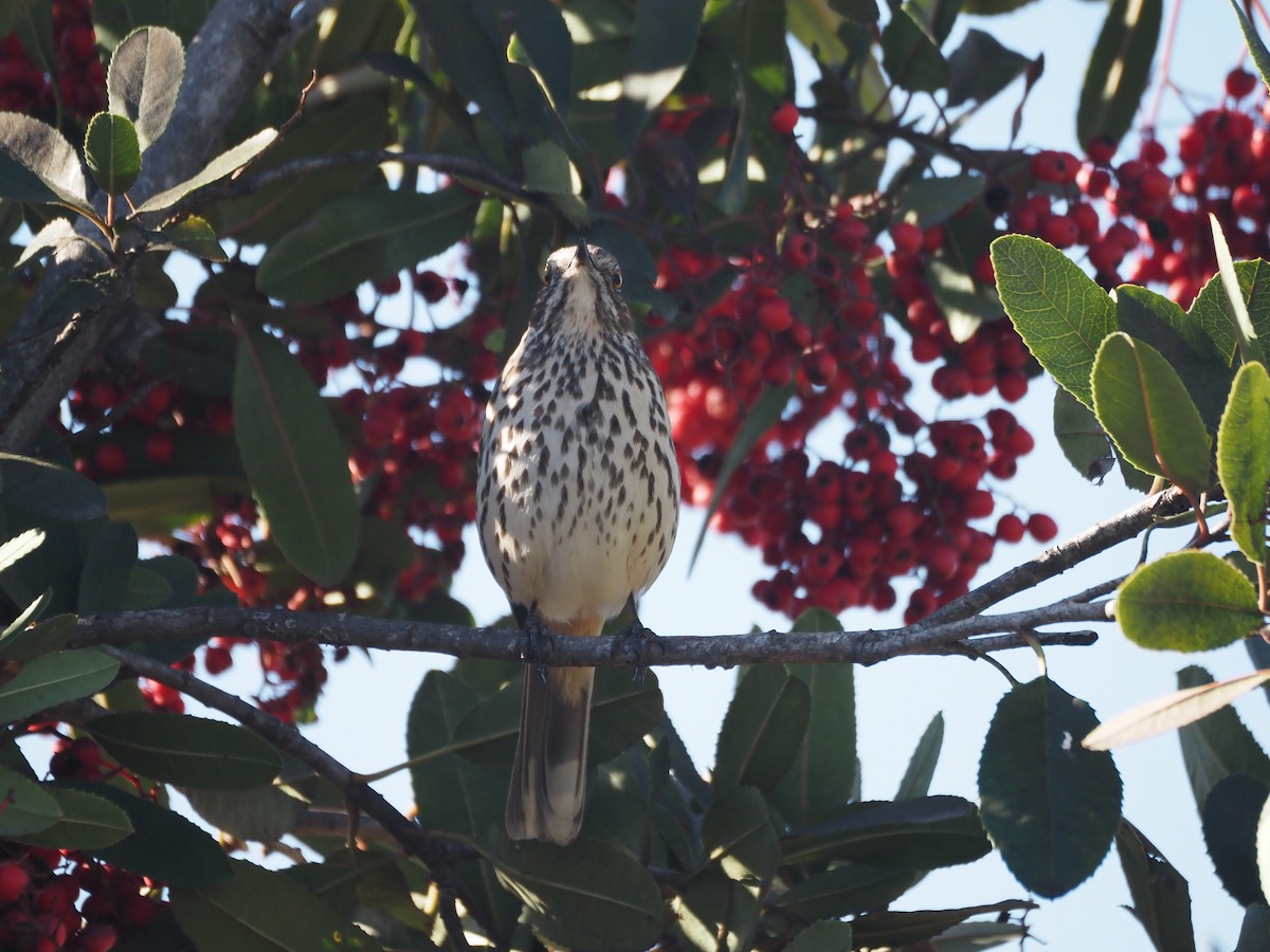 Sage Thrasher - ML630877087