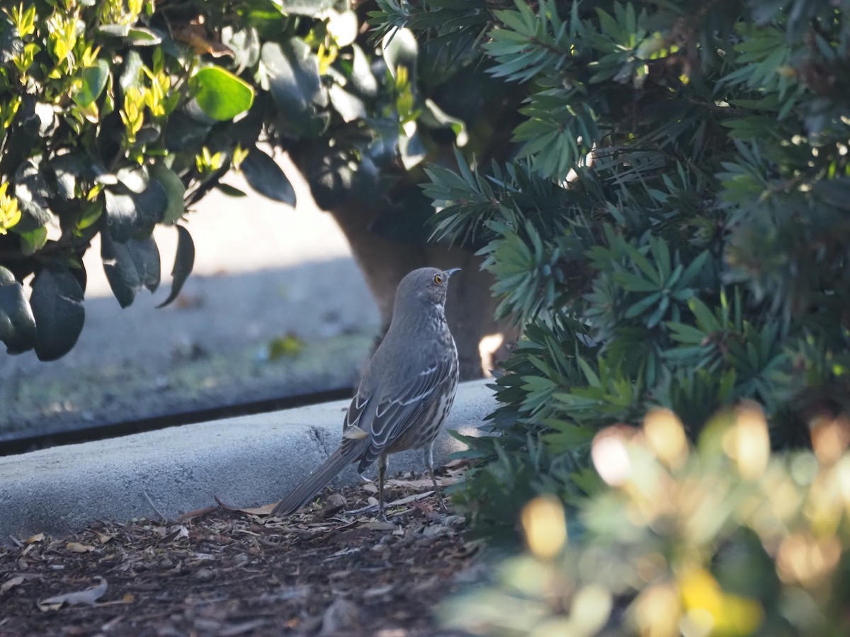 Sage Thrasher - ML630877088