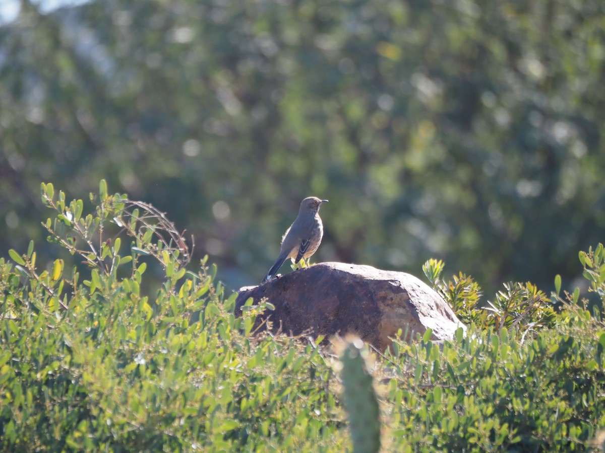 Sage Thrasher - ML630877089