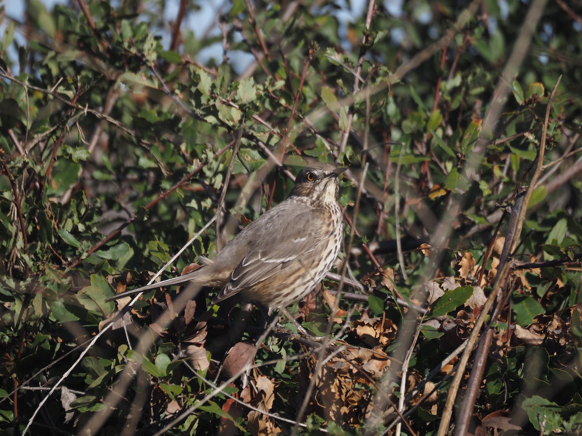 Sage Thrasher - ML630877090