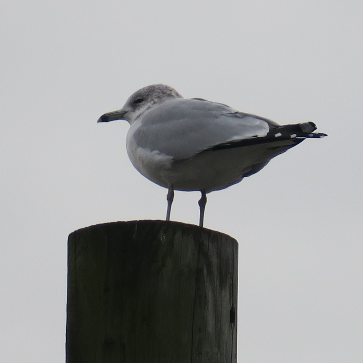 Ring-billed Gull - ML630877107