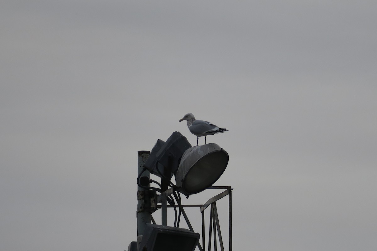 Ring-billed Gull - ML630877127