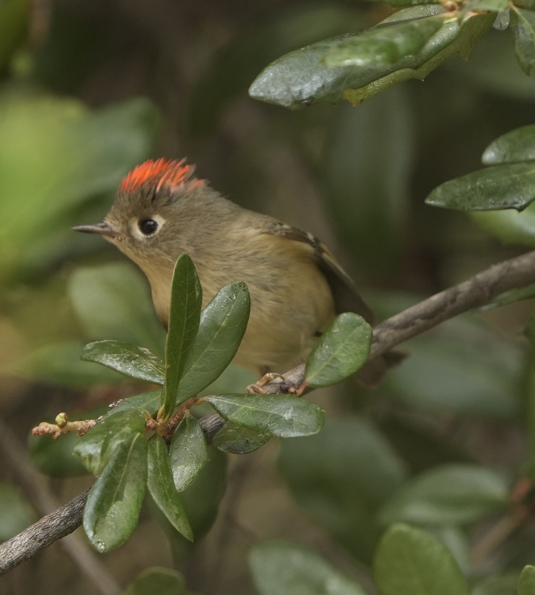 Ruby-crowned Kinglet - ML630877162