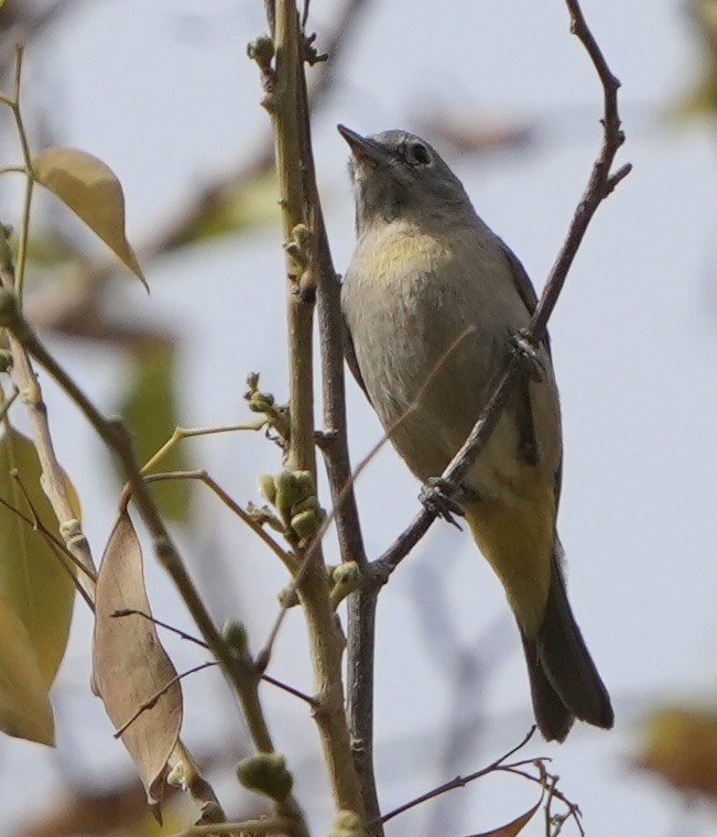 Virginia's Warbler - ML630877178