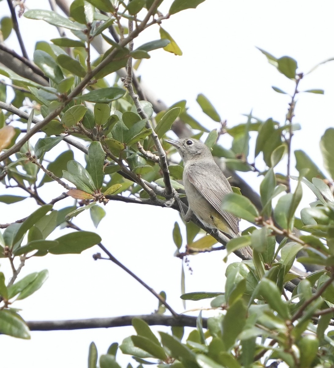 Virginia's Warbler - ML630877184