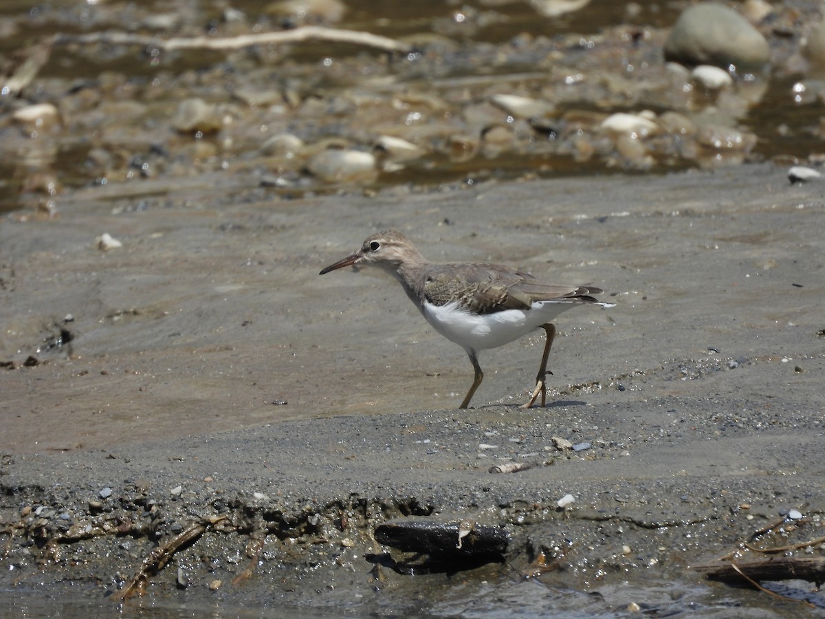 Spotted Sandpiper - ML630877195