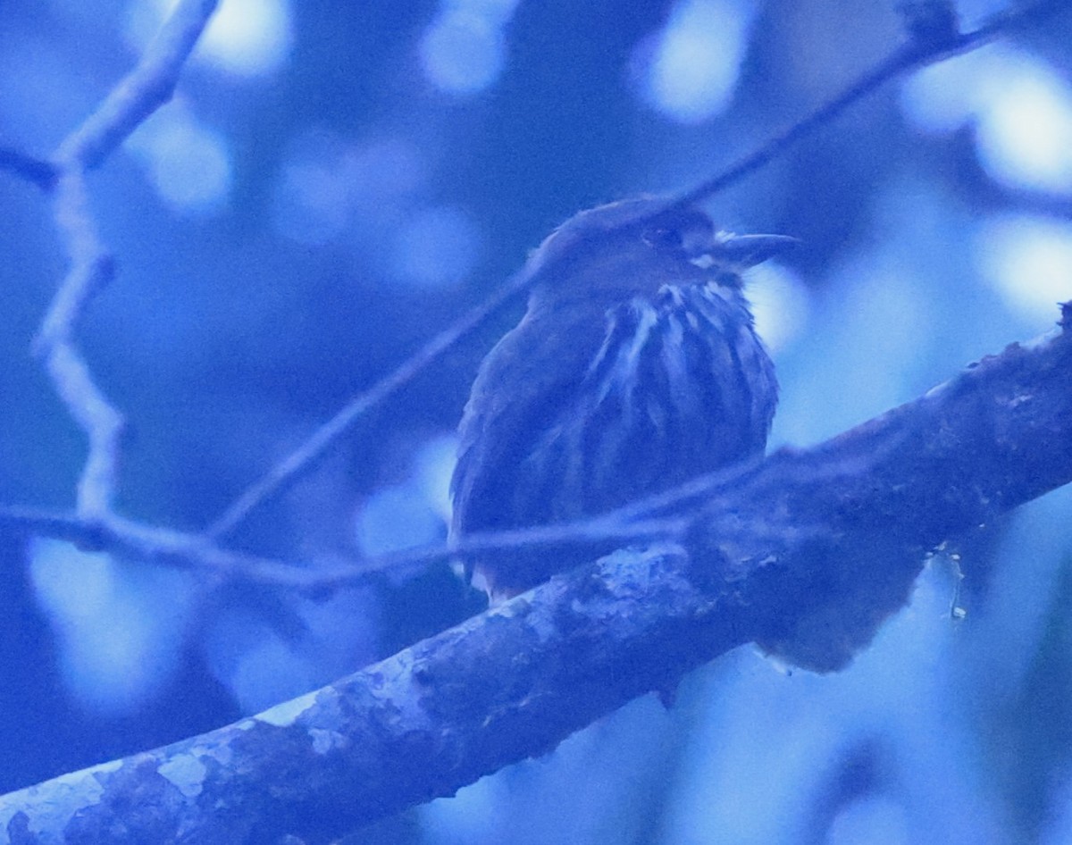 Lanceolated Monklet - ML630877340