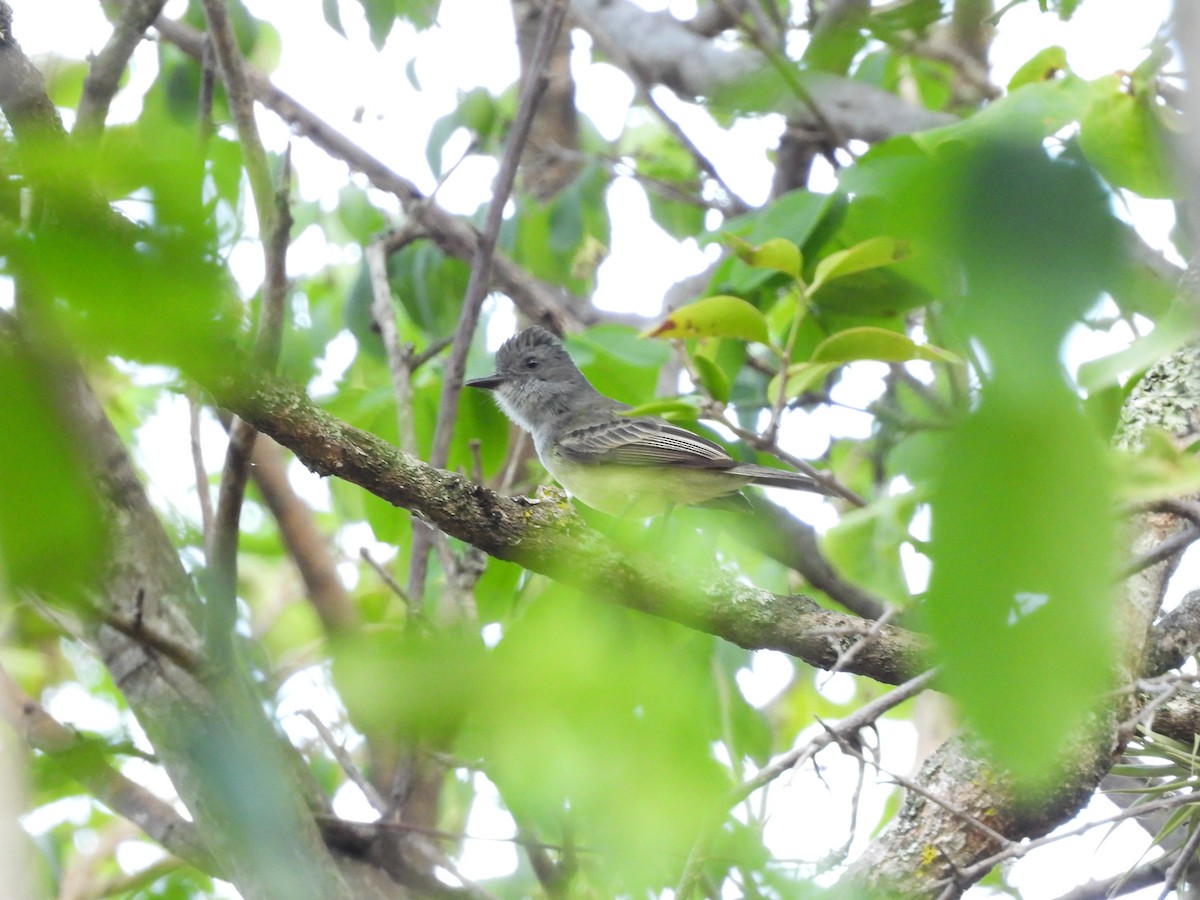 Dusky-capped Flycatcher - ML630877473