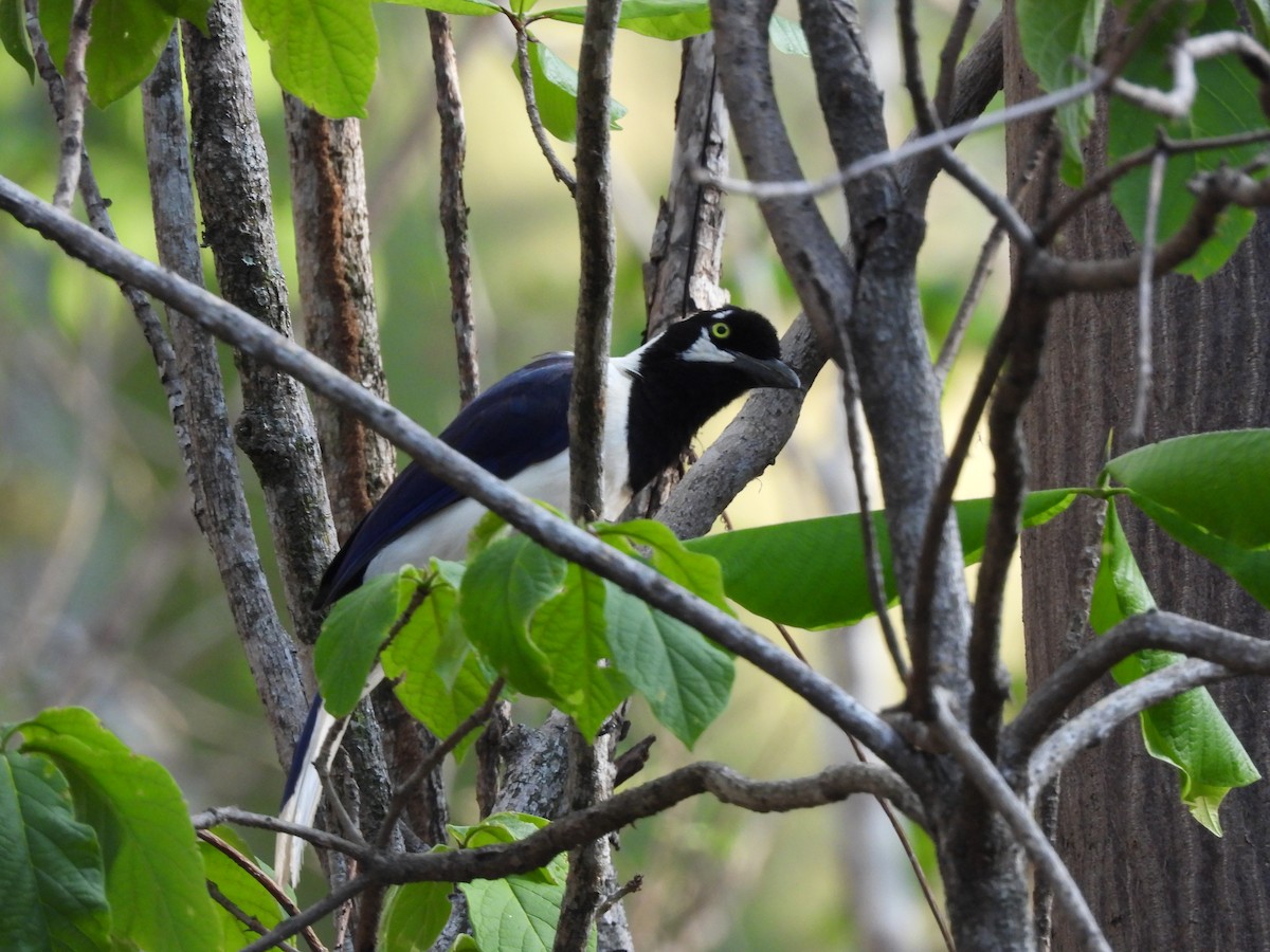 White-tailed Jay - ML630877519