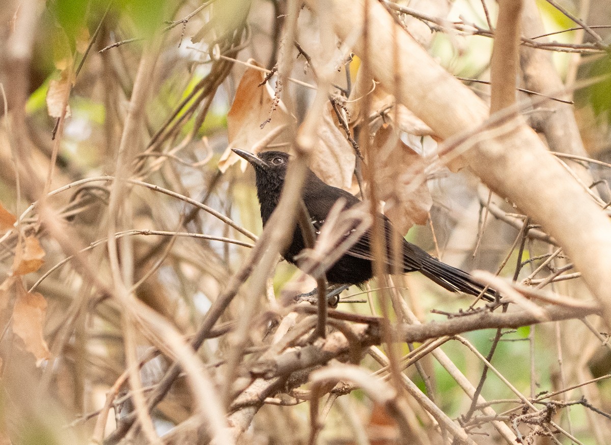 Mato Grosso Antbird - ML630877523
