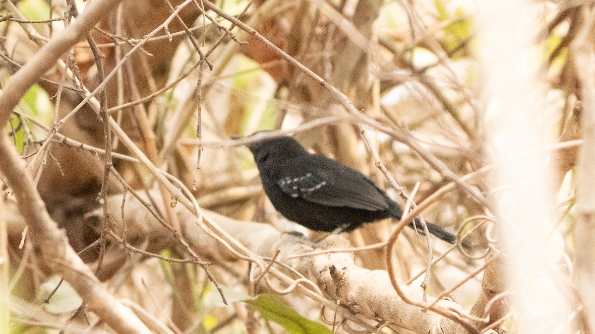 Mato Grosso Antbird - ML630877525