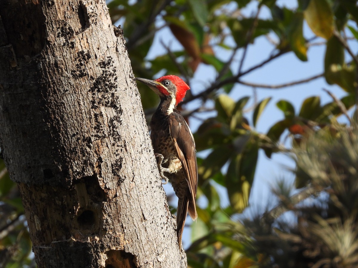 Guayaquil Woodpecker - ML630877581
