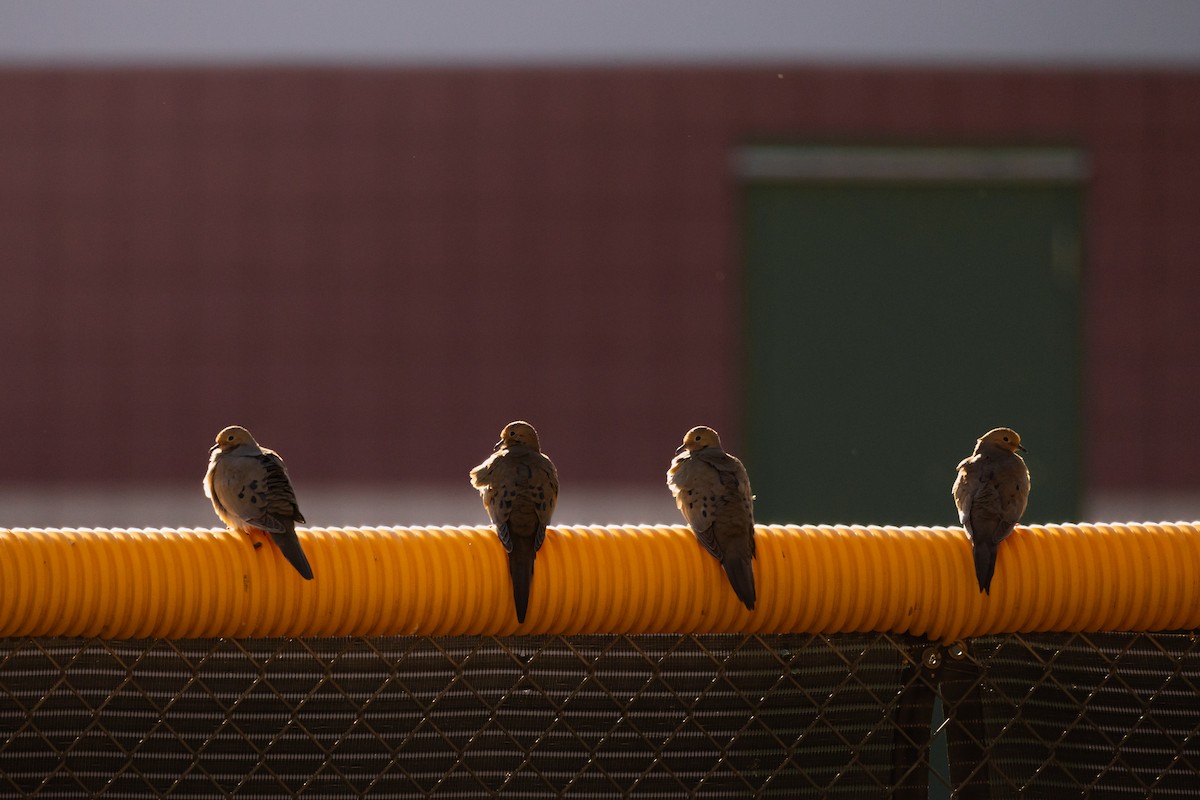 Mourning Dove - ML630877601