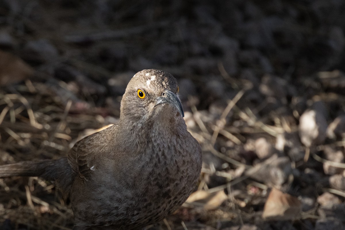 Curve-billed Thrasher - ML630877653