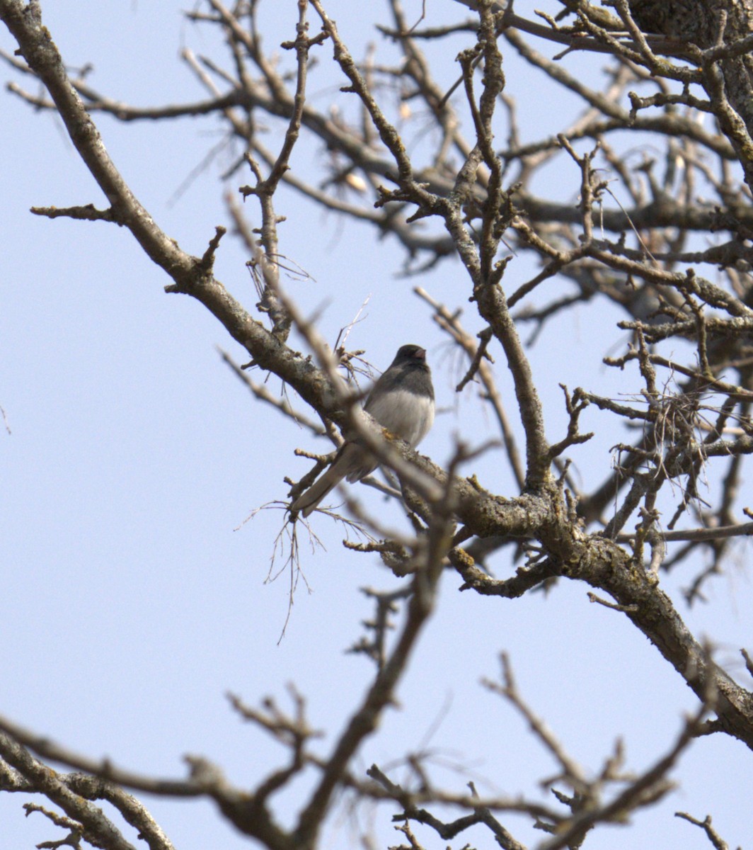 Dark-eyed Junco - ML630877798