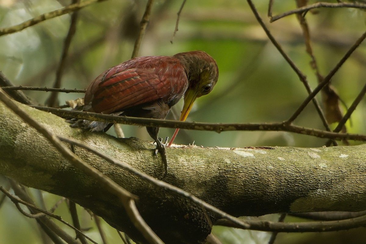 Maroon Woodpecker - ML630877801