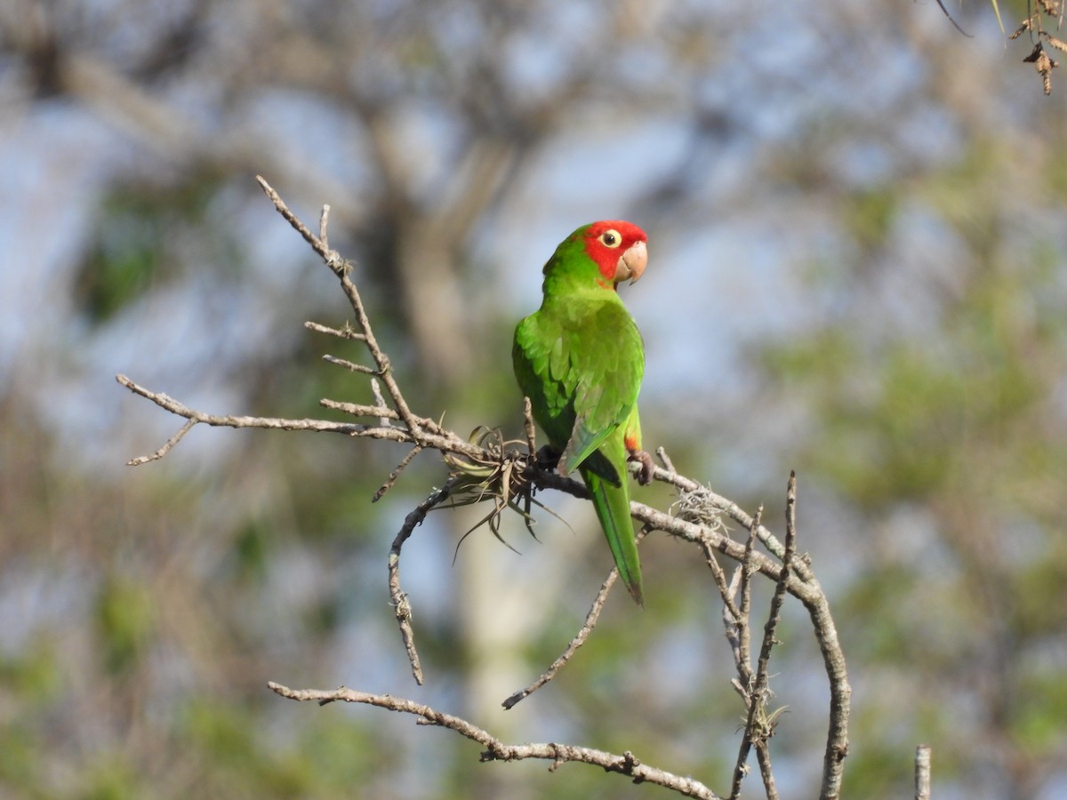 Red-masked Parakeet - ML630878201