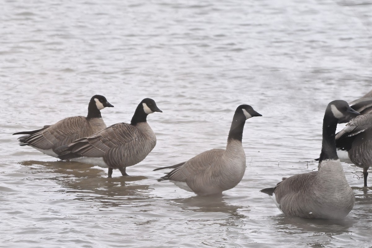Zwergkanadagans (hutchinsii) - ML630878329