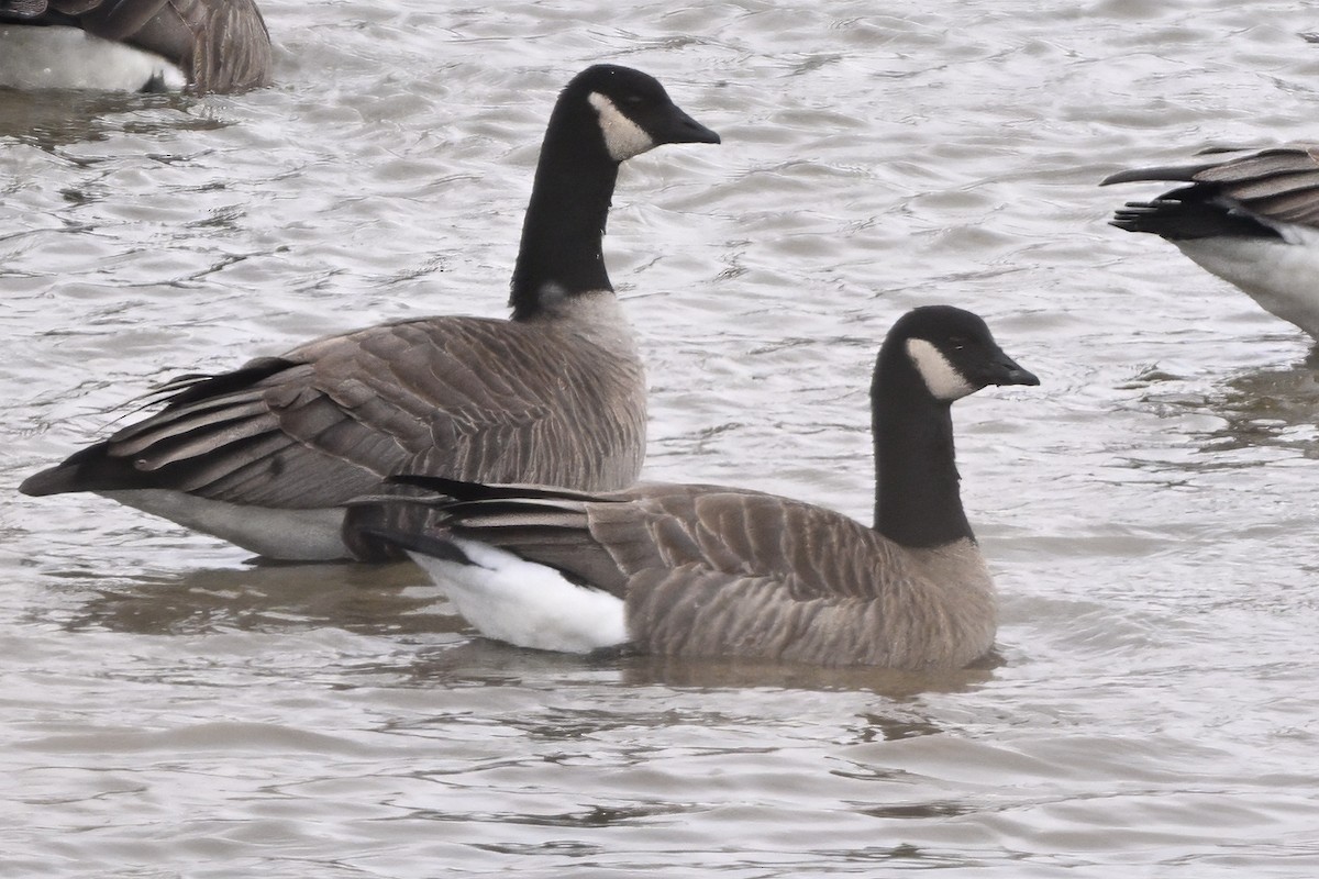 Zwergkanadagans (hutchinsii) - ML630878331
