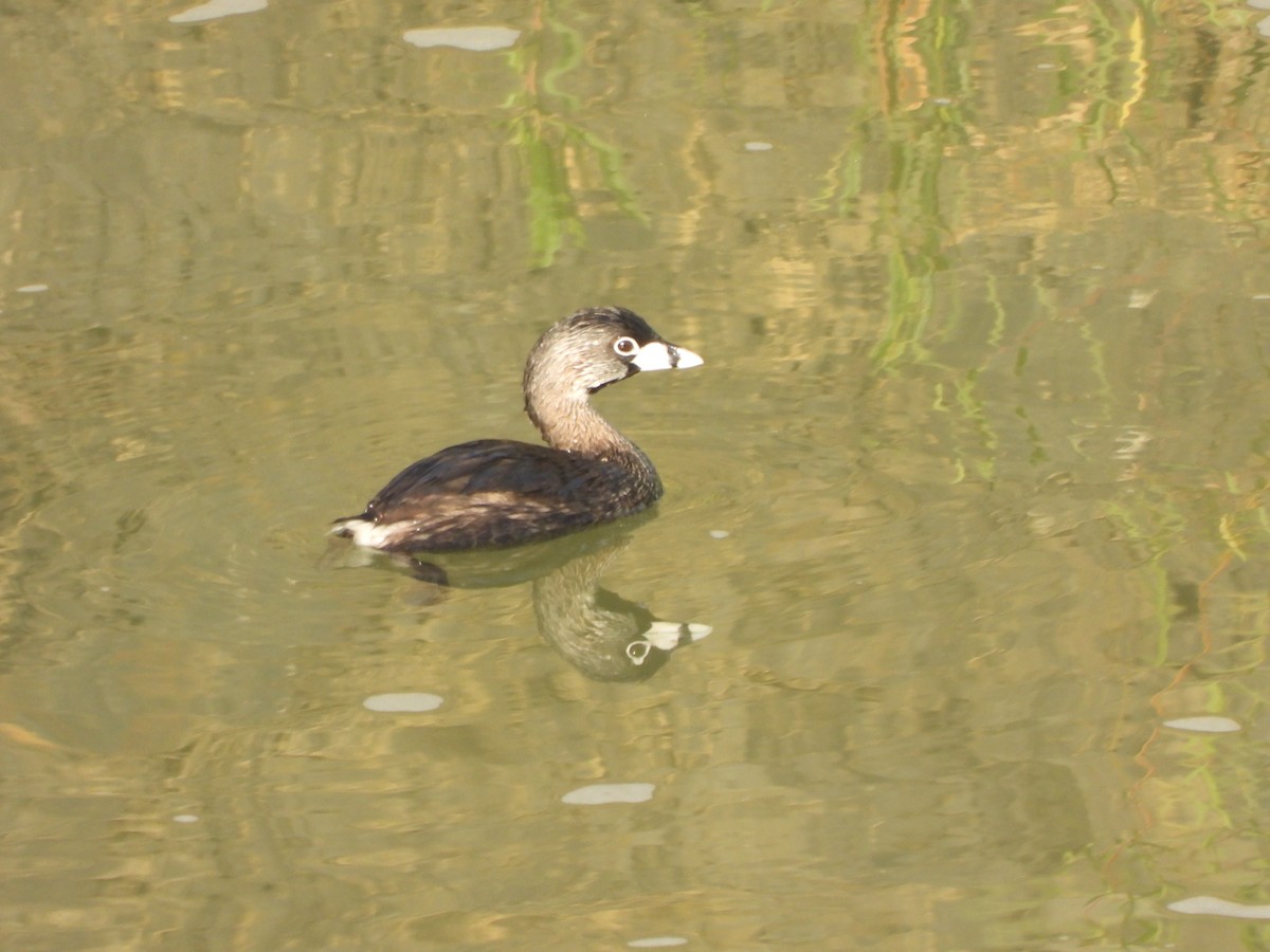 Pied-billed Grebe - ML630878459
