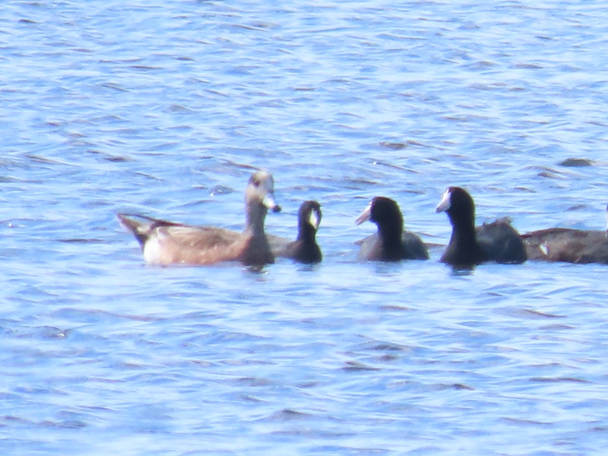 American Wigeon - ML630878570