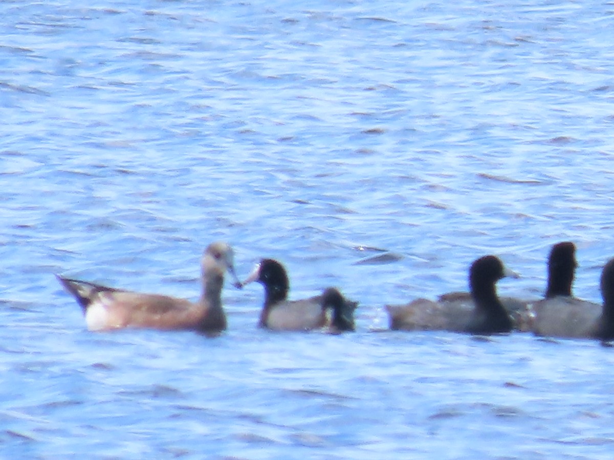 American Wigeon - ML630878571