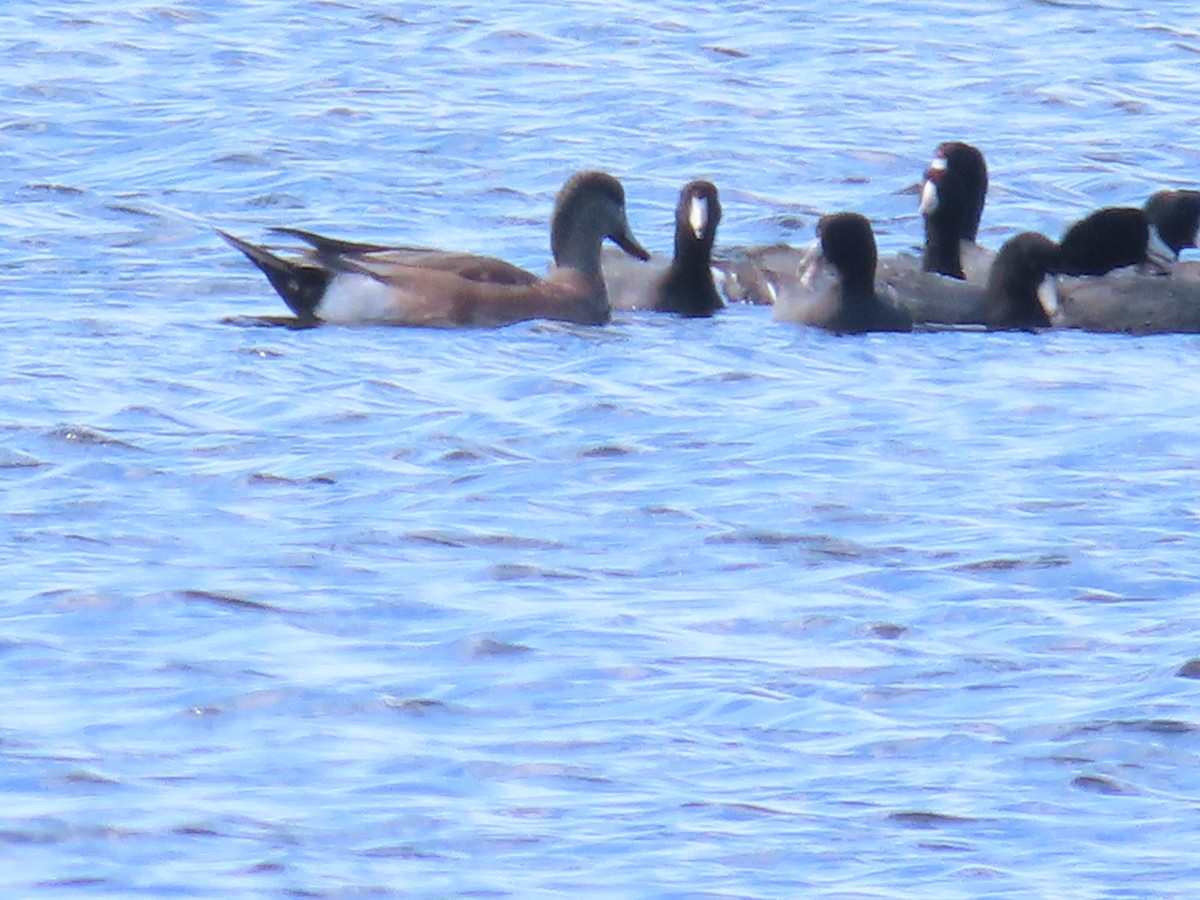 American Wigeon - ML630878572
