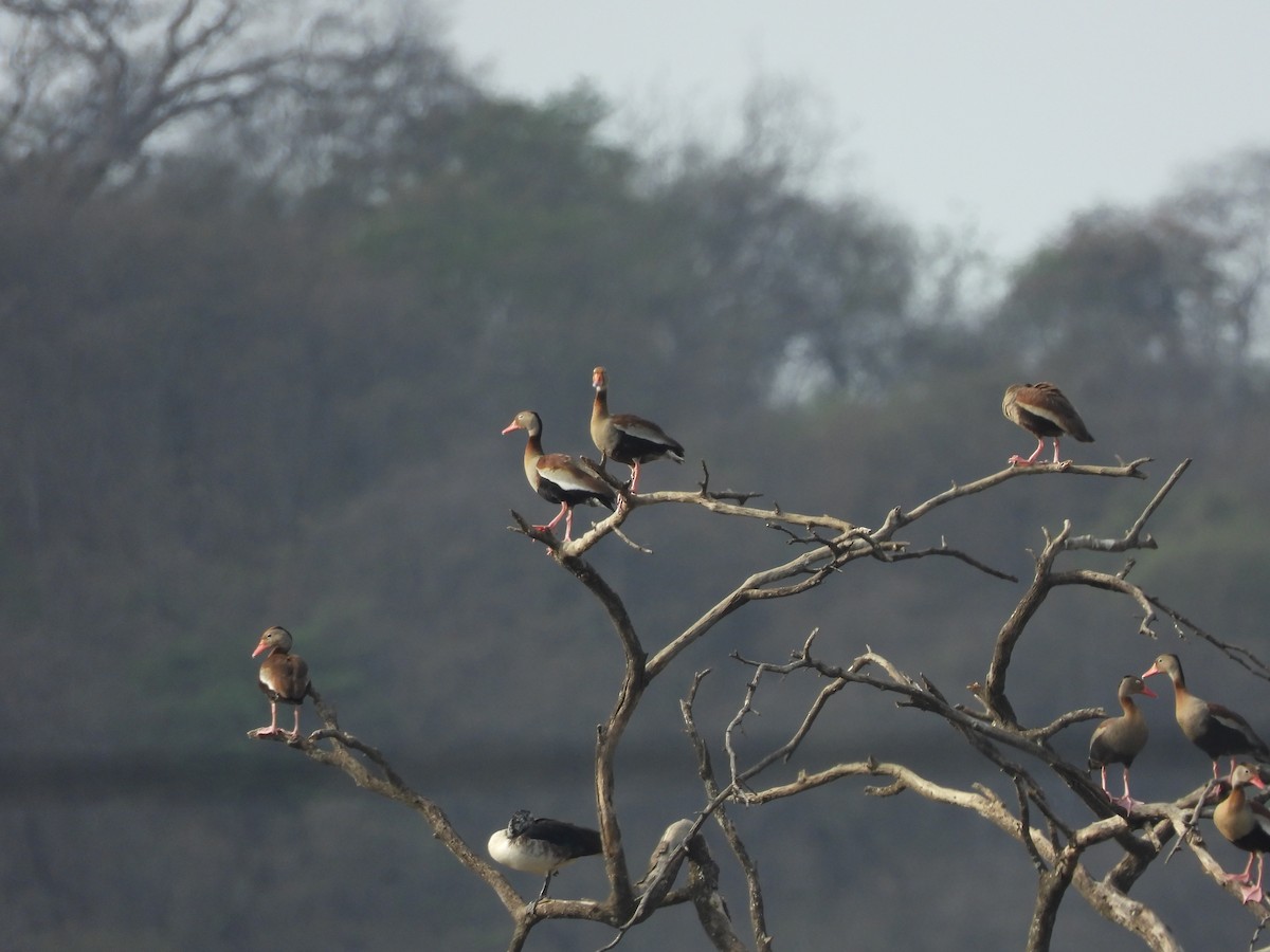 Black-bellied Whistling-Duck - ML630878780