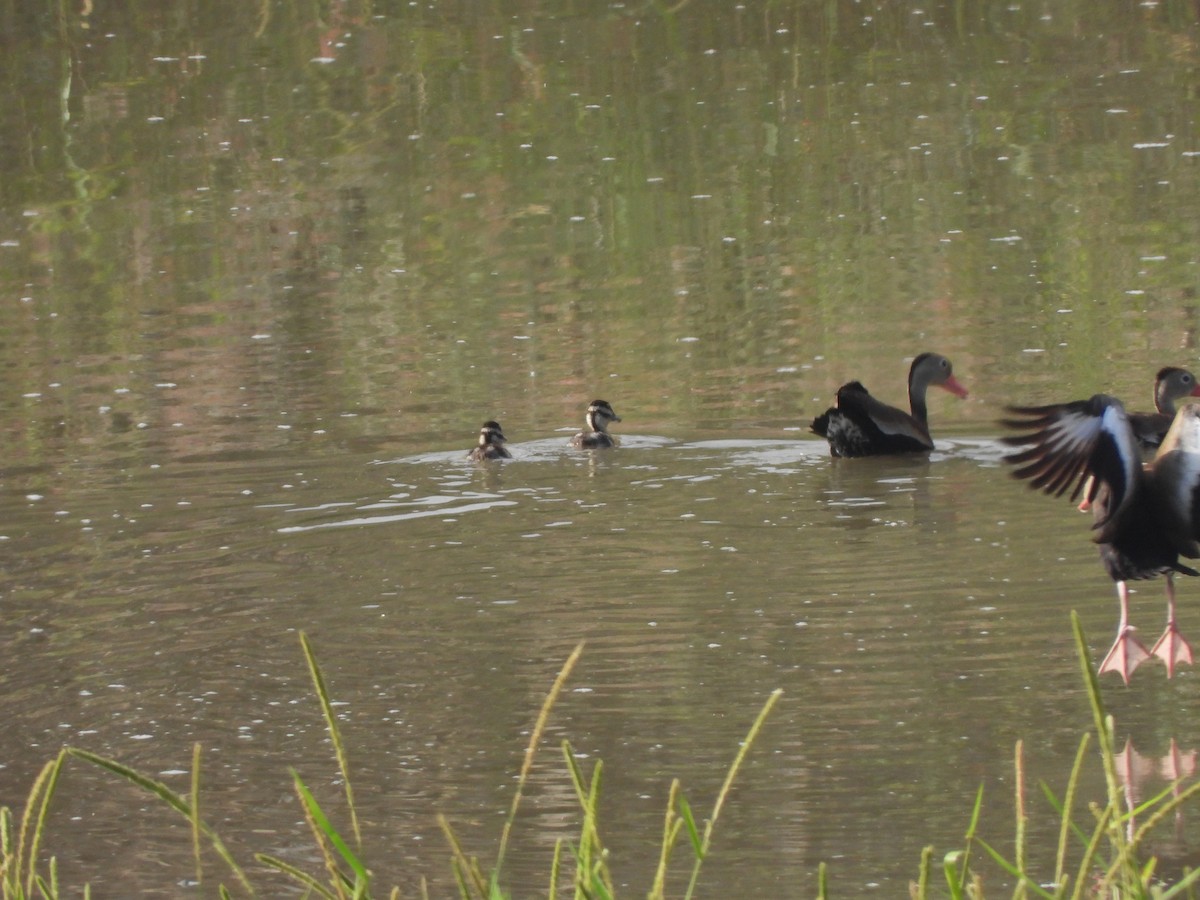 Black-bellied Whistling-Duck - ML630878817