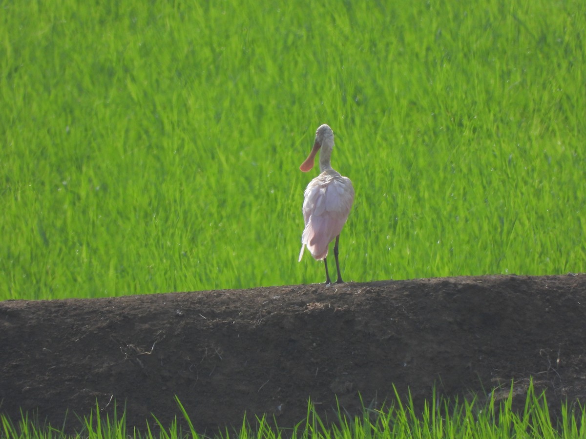 Roseate Spoonbill - ML630878927