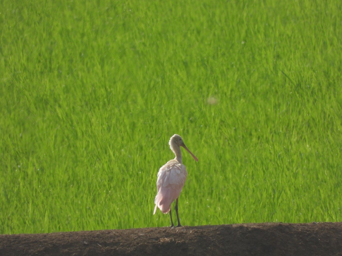 Roseate Spoonbill - ML630878928