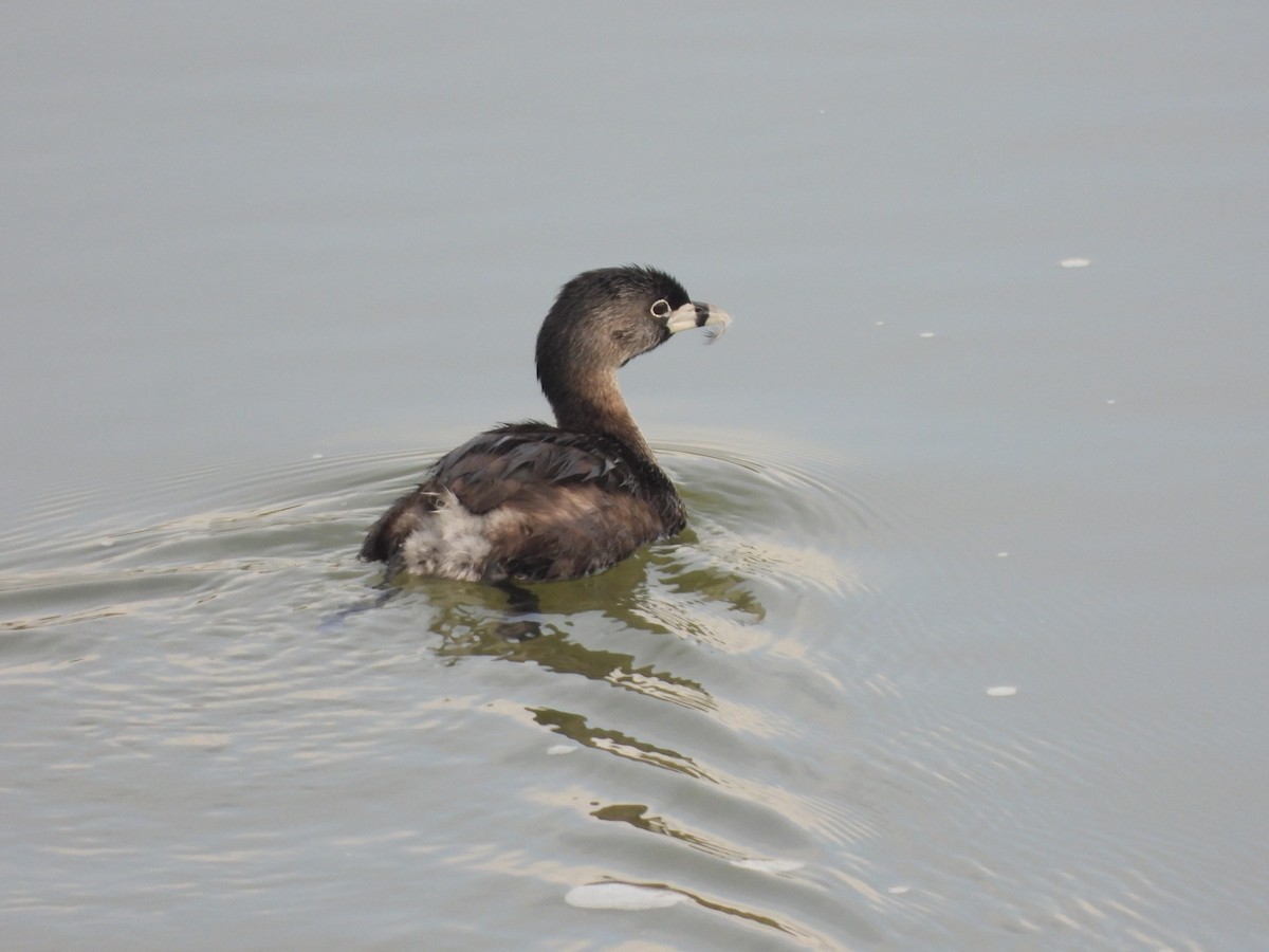 Pied-billed Grebe - ML630879003