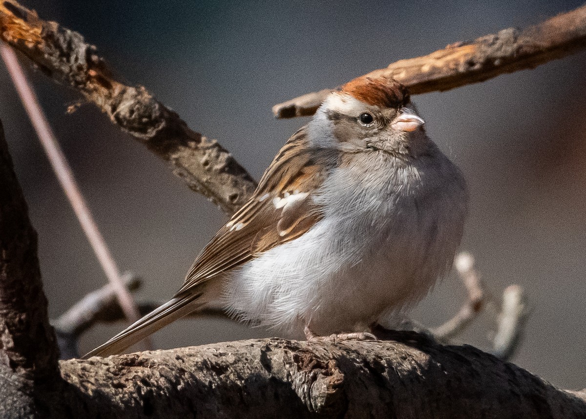 Chipping Sparrow - ML630879033