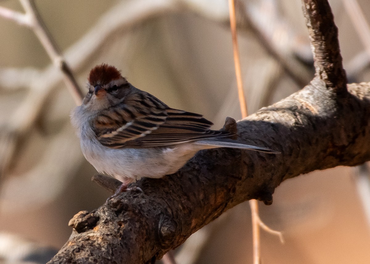 Chipping Sparrow - ML630879041
