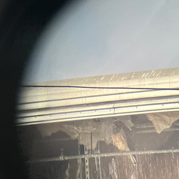 Swainson's Hawk - ML630879064