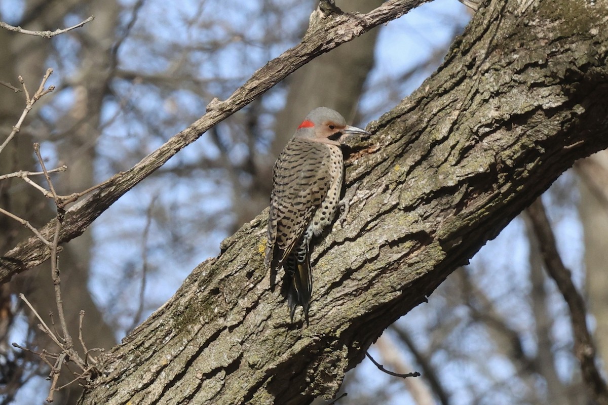 Northern Flicker - ML630879234