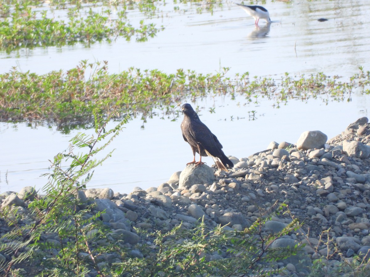 Snail Kite - ML630879319