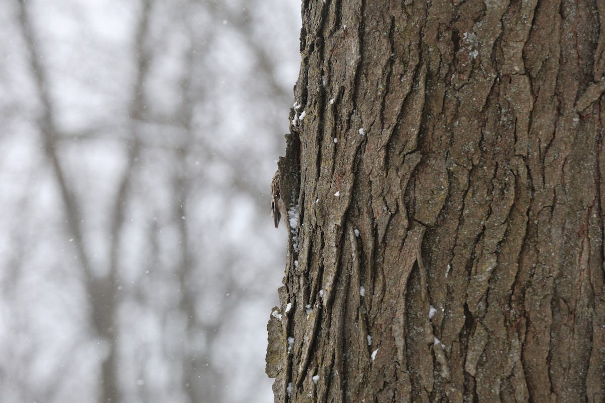 Brown Creeper - ML630879330