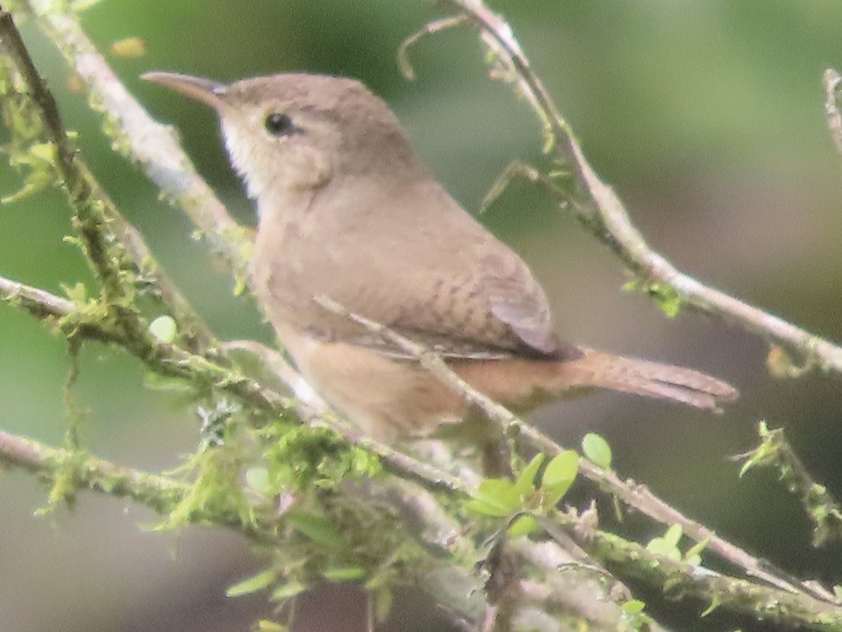 Mountain Wren - ML630879434