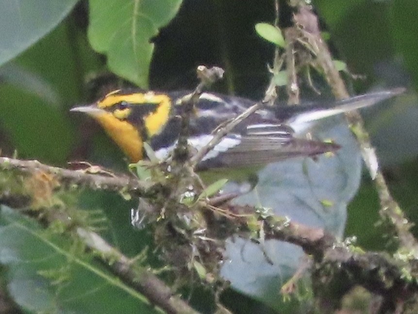 Blackburnian Warbler - ML630879481