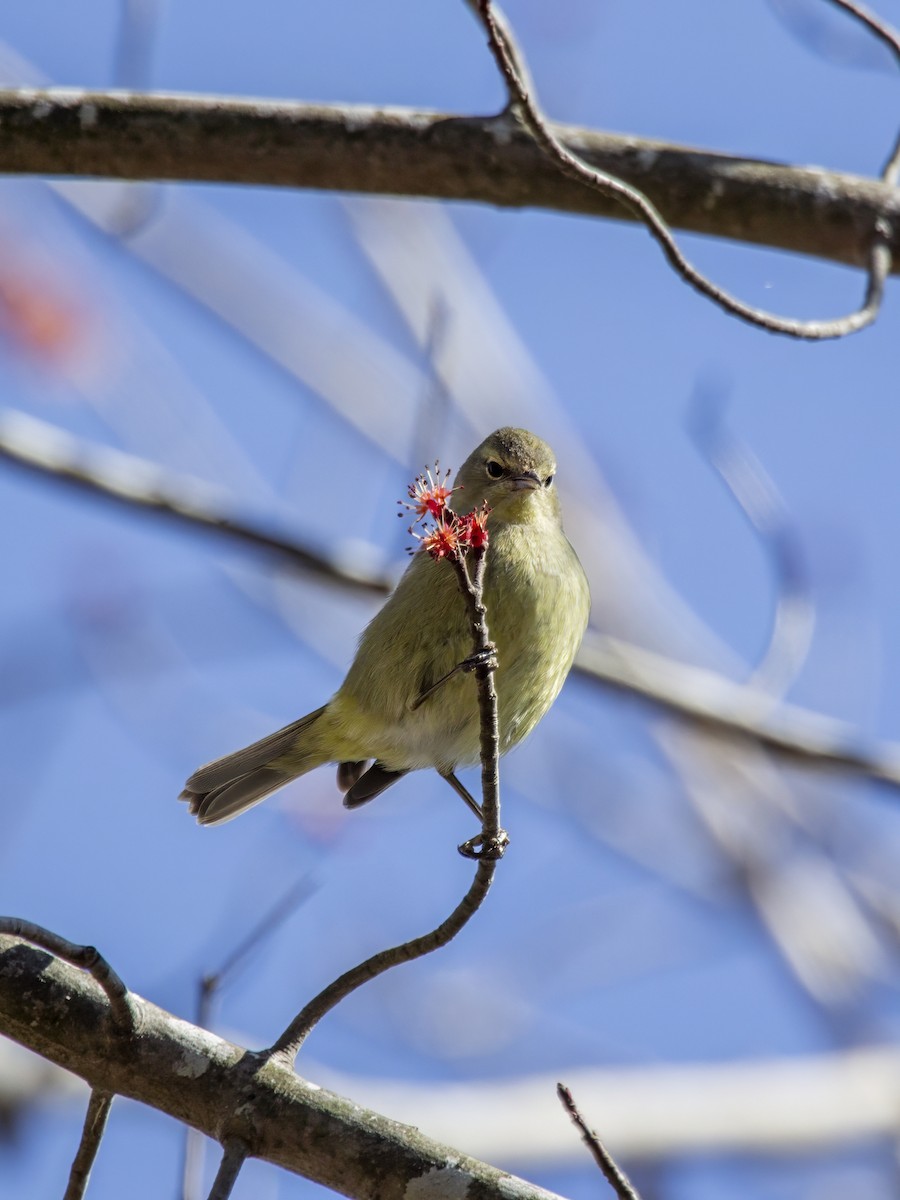 Orange-crowned Warbler - ML630879518