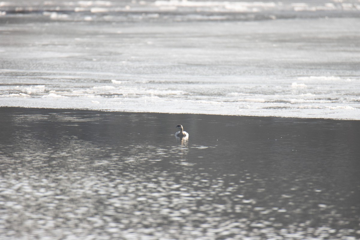 Pied-billed Grebe - ML630879523