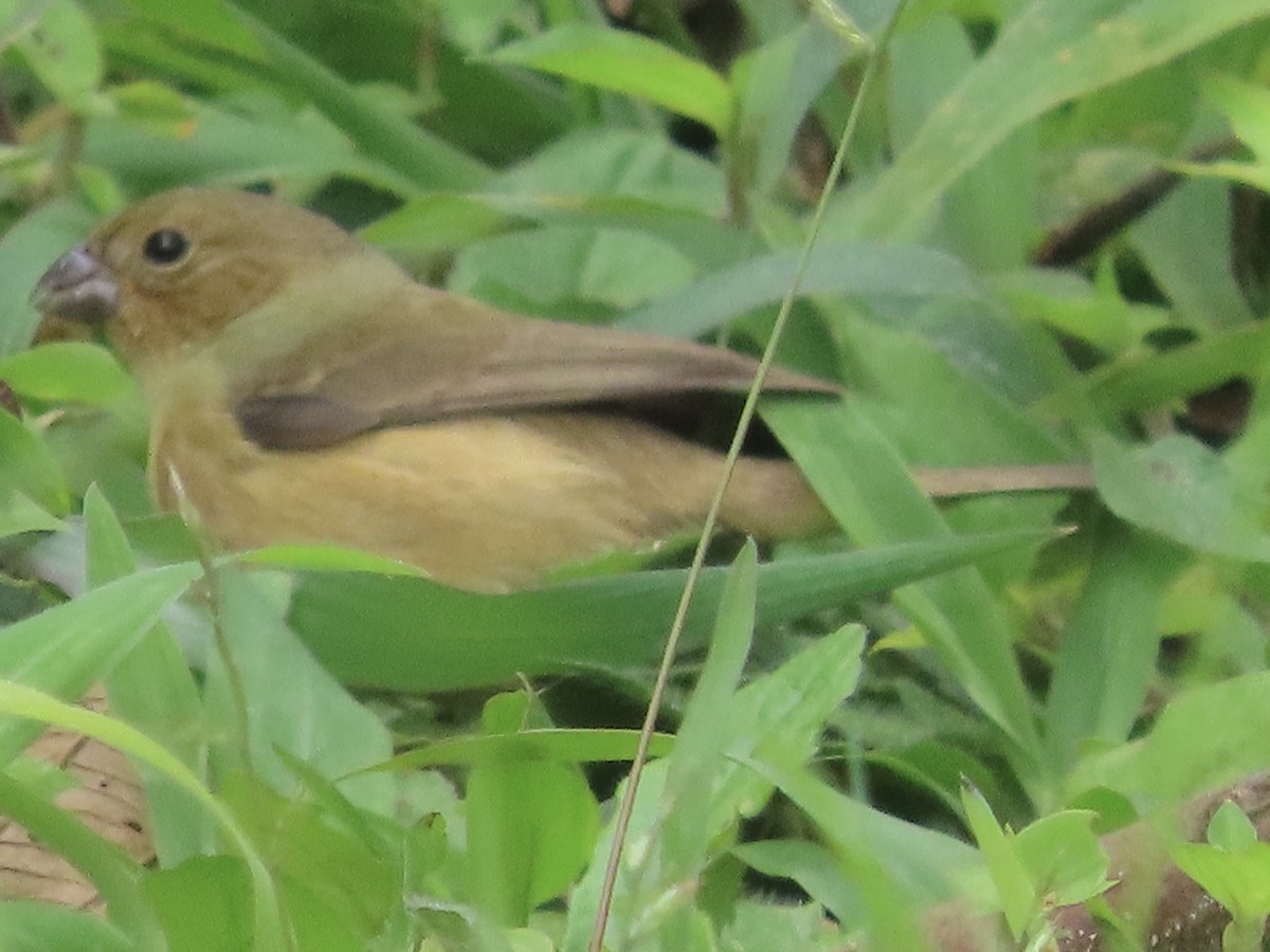 Yellow-bellied Seedeater - ML630879584
