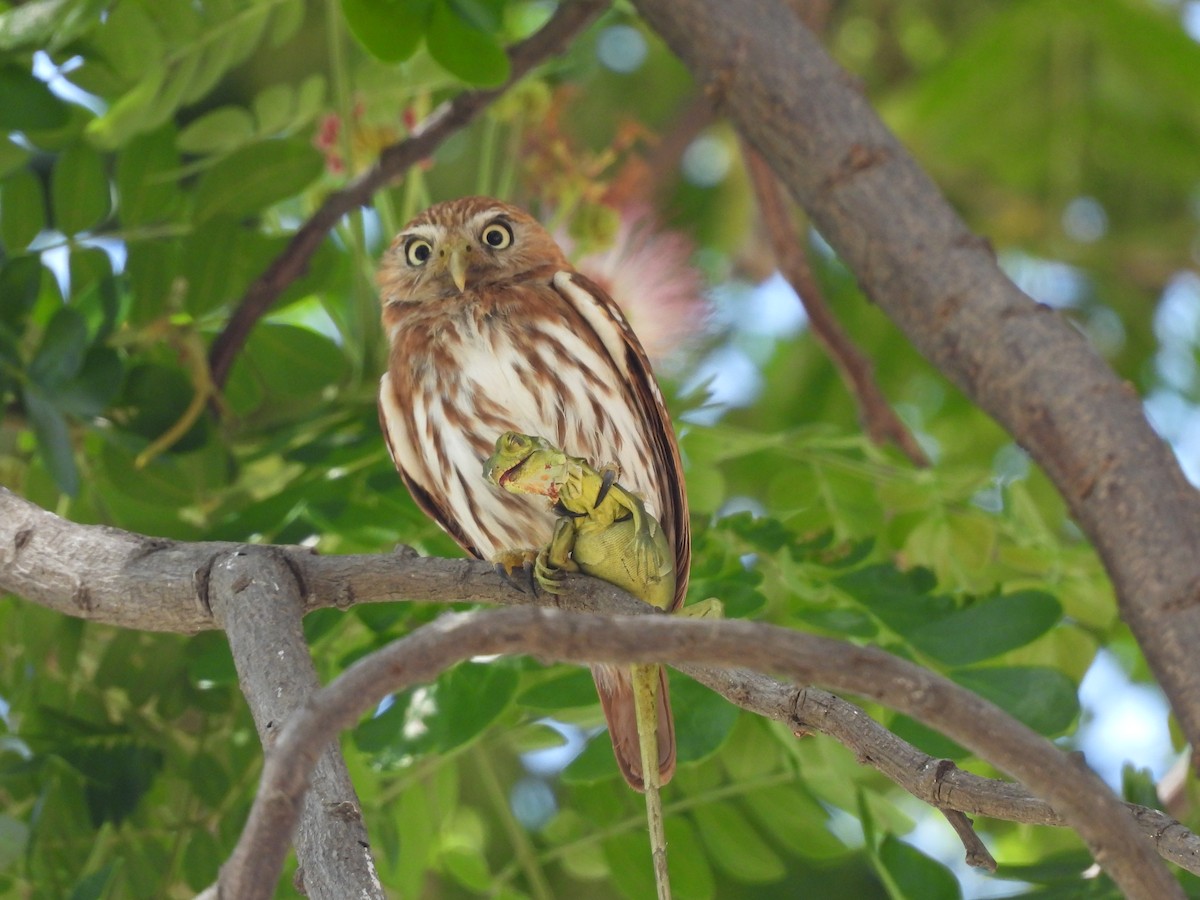 Peruvian Pygmy-Owl - ML630879589