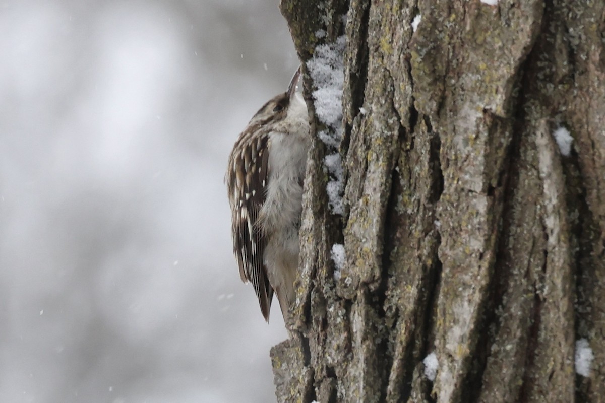 Brown Creeper - ML630879597