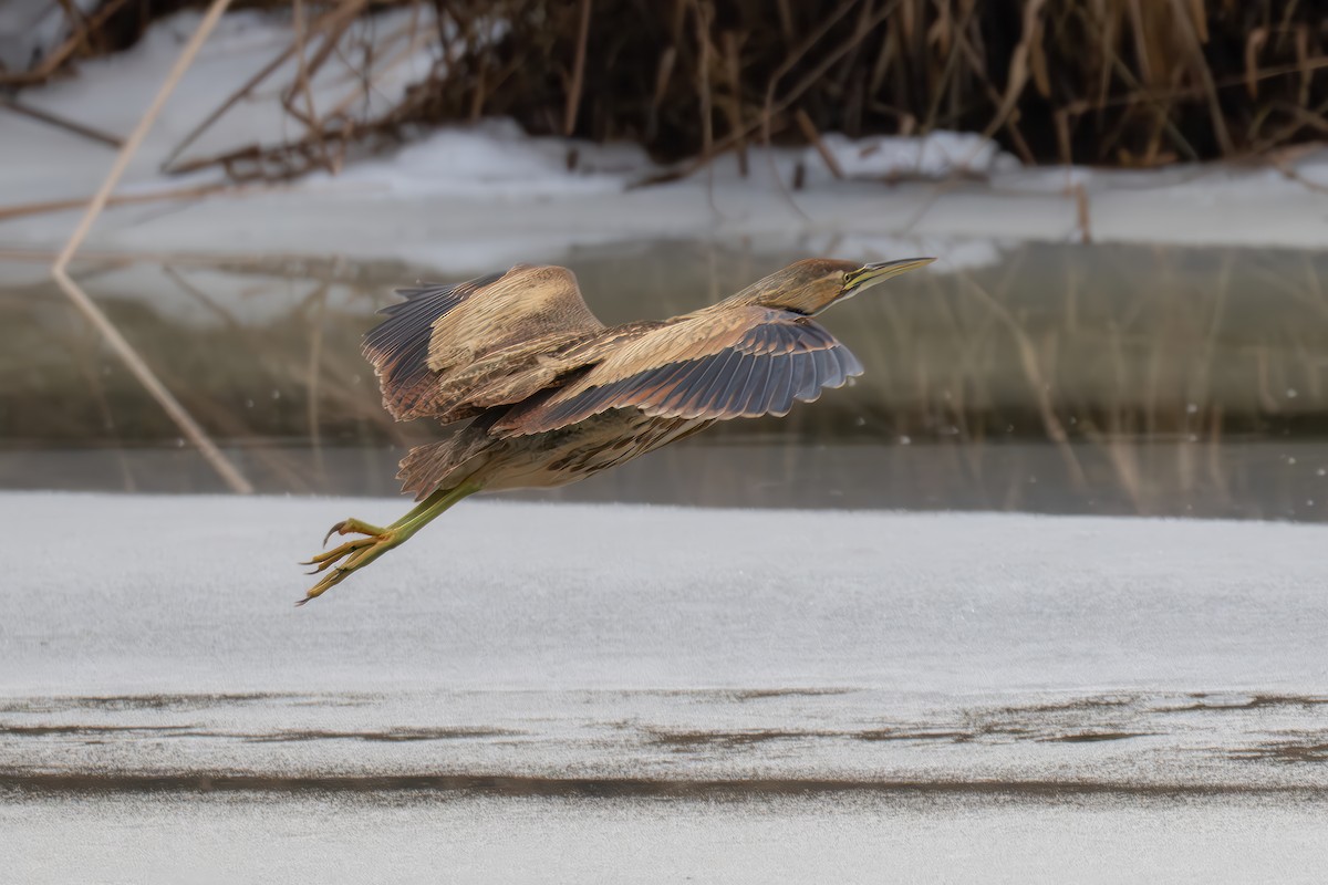 American Bittern - ML630879632