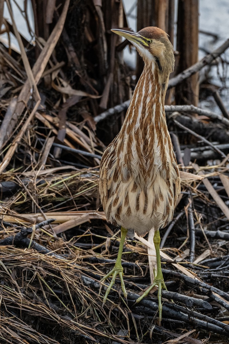 American Bittern - ML630879633