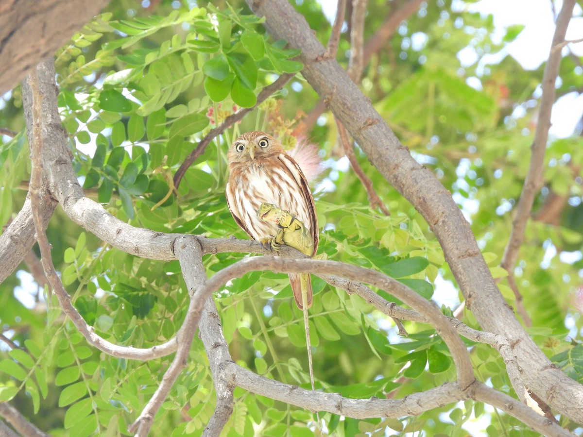 Peruvian Pygmy-Owl - ML630879660